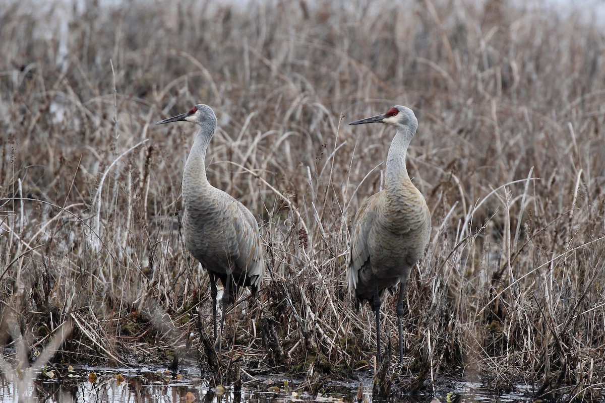 Sandhill Crane - ML616251085