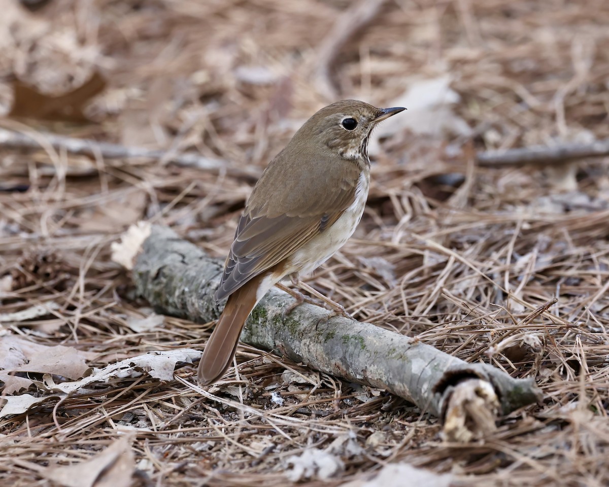 Hermit Thrush - ML616251086