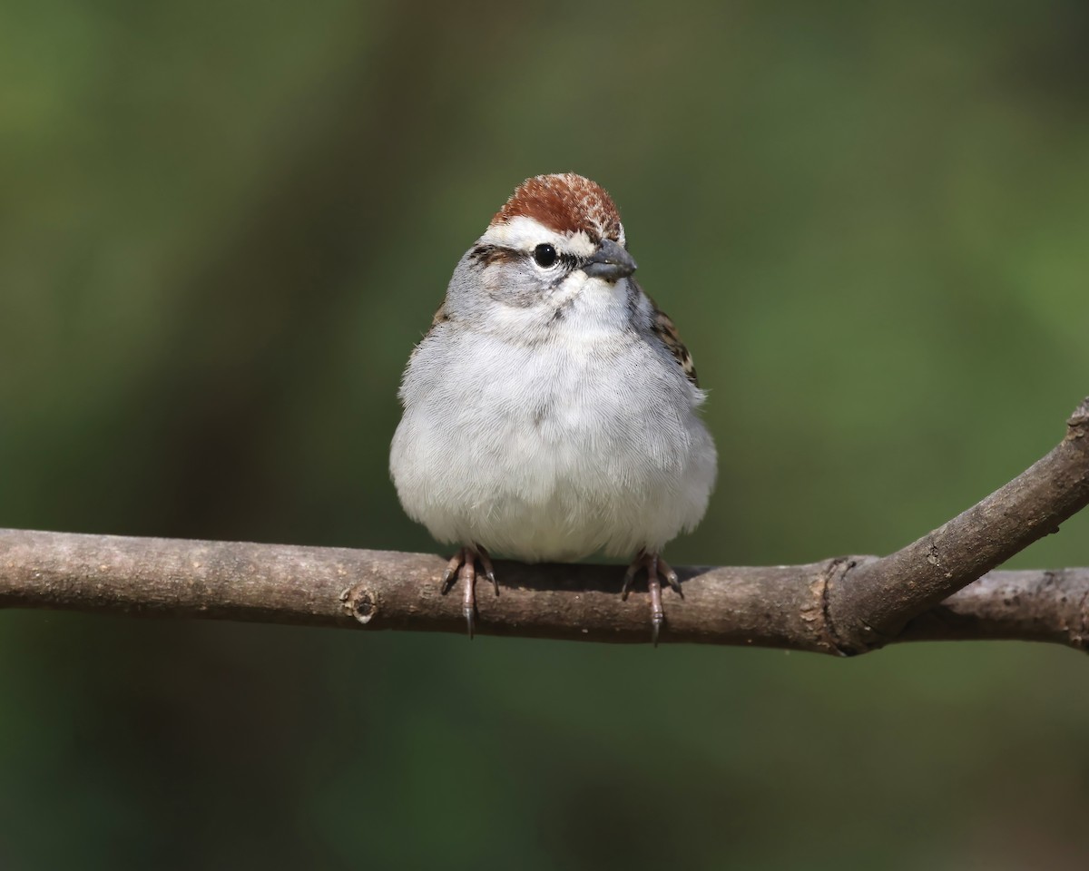 Chipping Sparrow - ML616251093