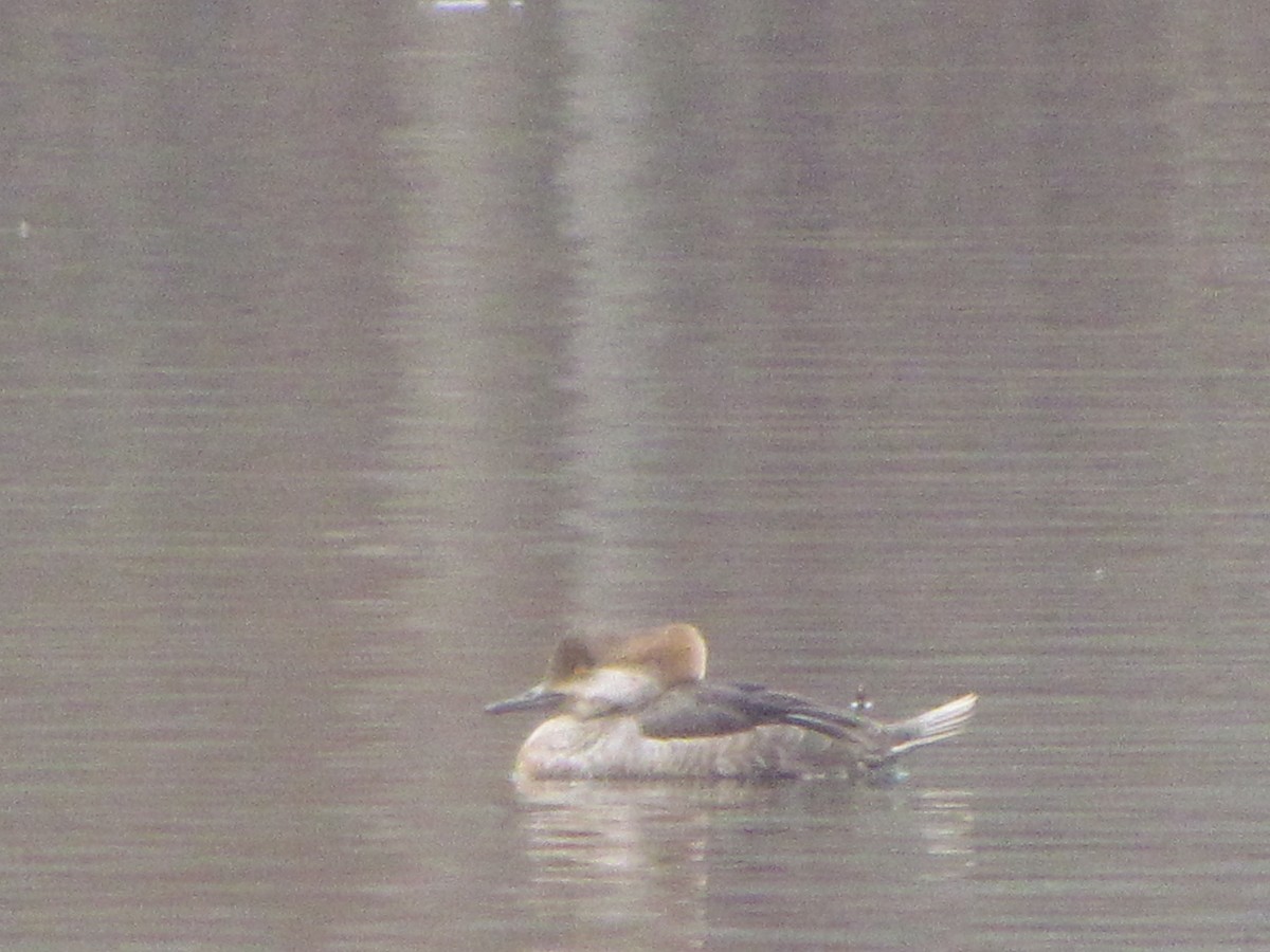 Hooded Merganser - ML616251102