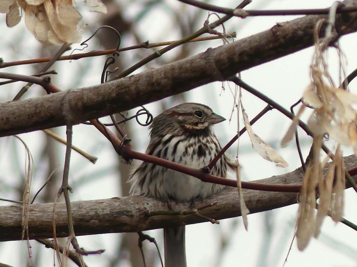 Song Sparrow - ML616251140