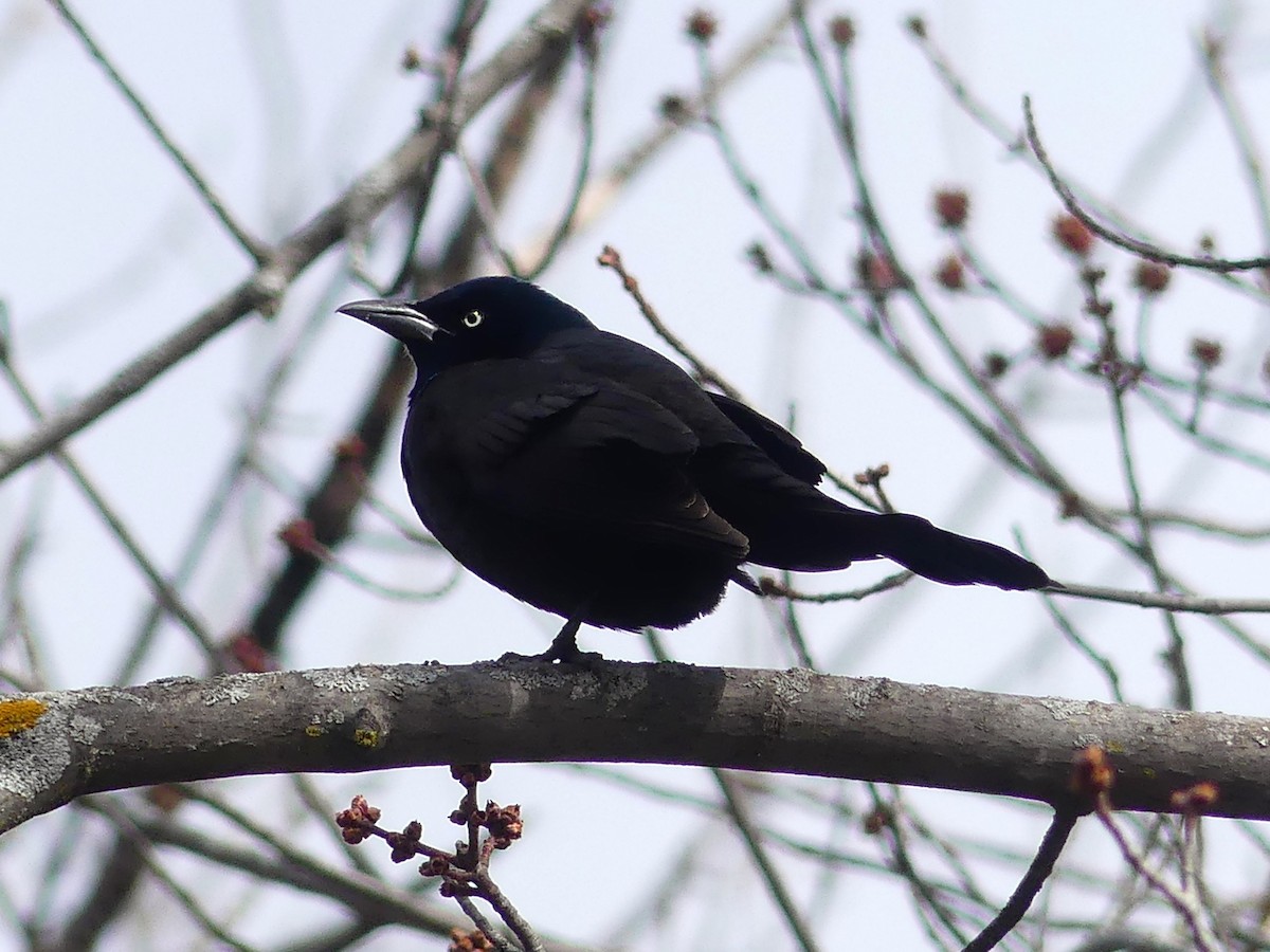 Common Grackle - ML616251156