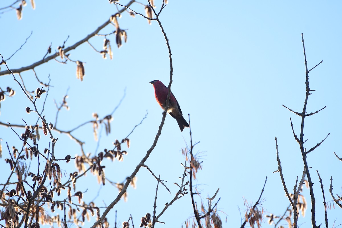 Pine Grosbeak - ML616251178