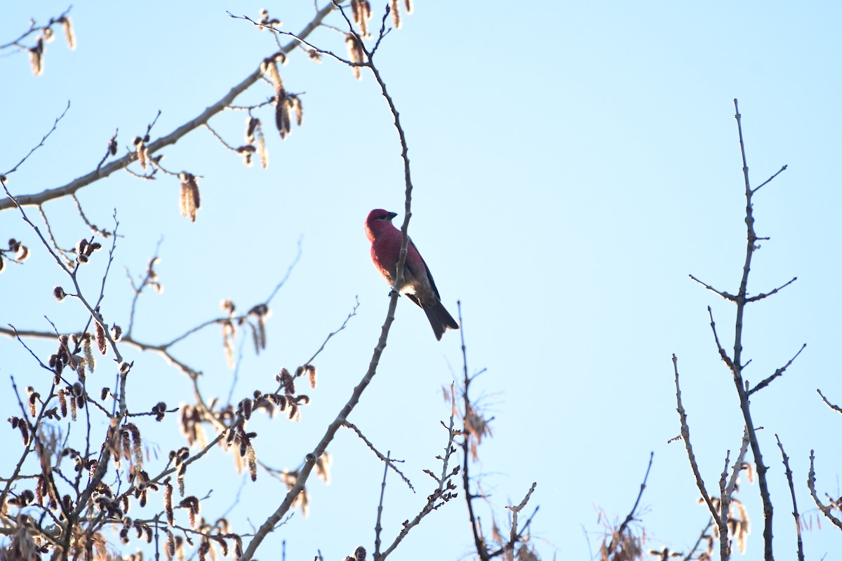 Pine Grosbeak - ML616251179