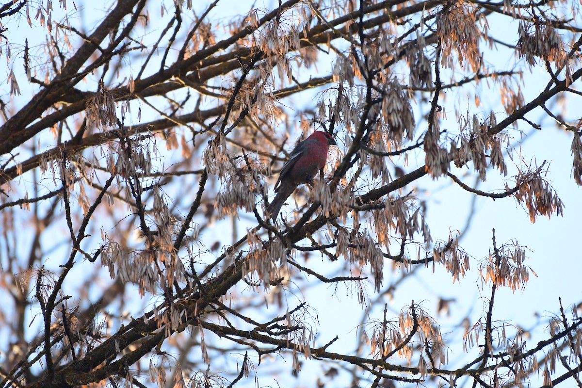 Pine Grosbeak - ML616251180