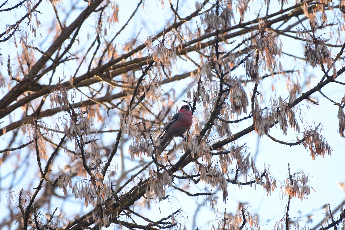 Pine Grosbeak - ML616251182