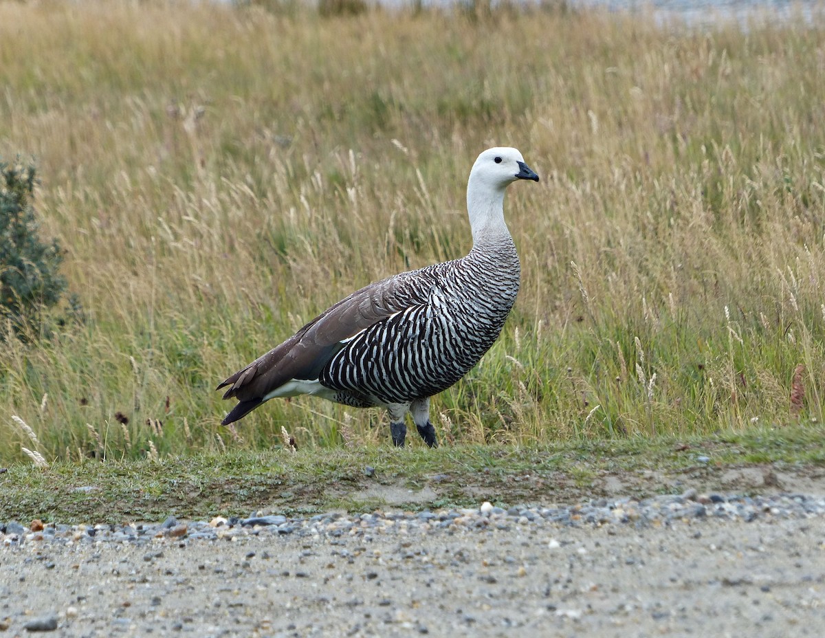 Upland Goose - Carlos Schmidtutz