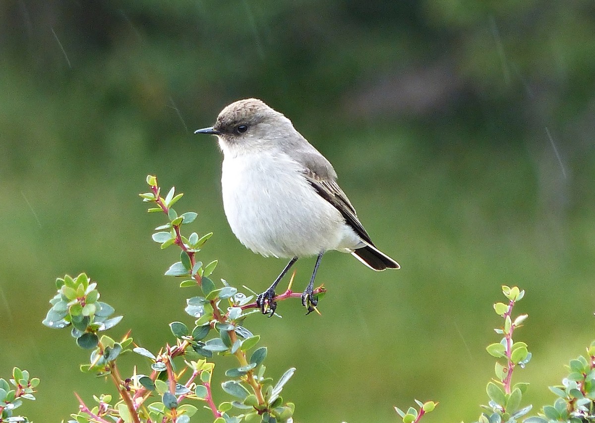 Dark-faced Ground-Tyrant - ML616251221