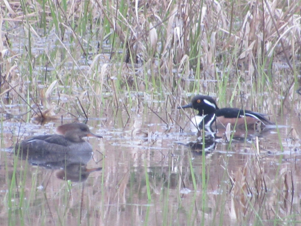 Hooded Merganser - ML616251225