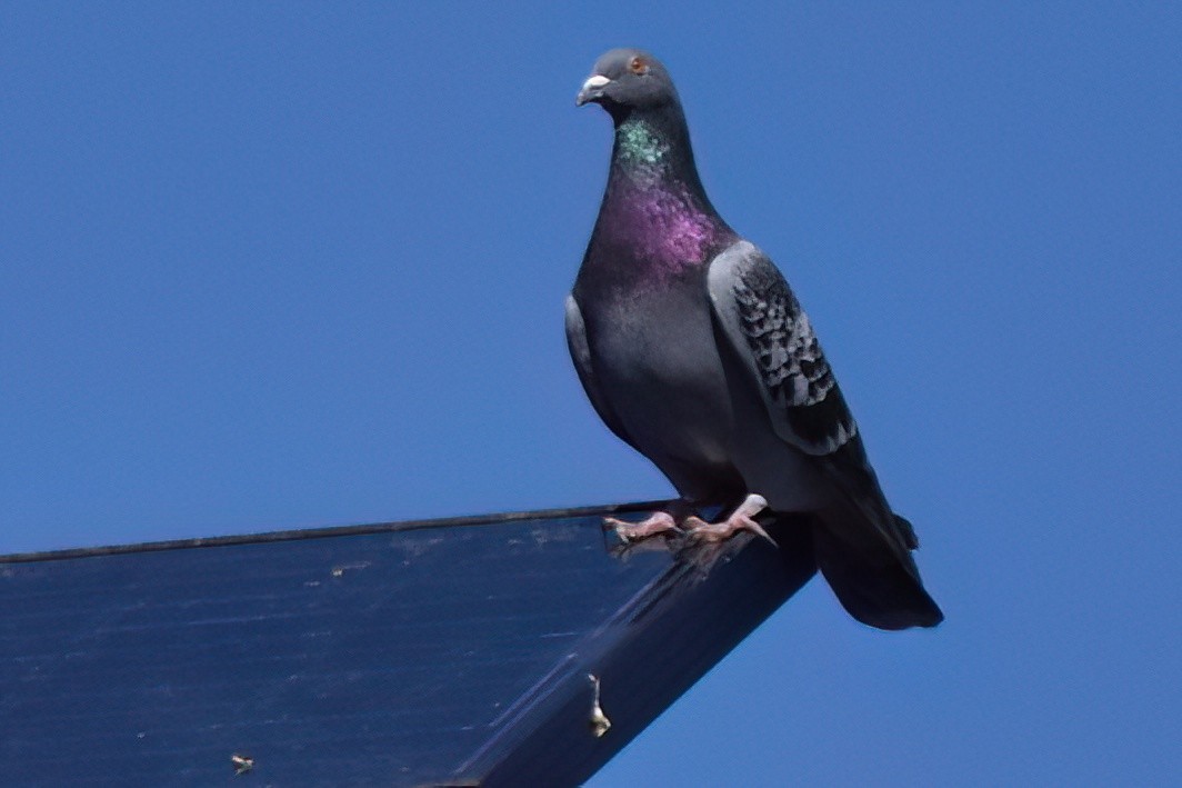 Rock Pigeon (Feral Pigeon) - ML616251233
