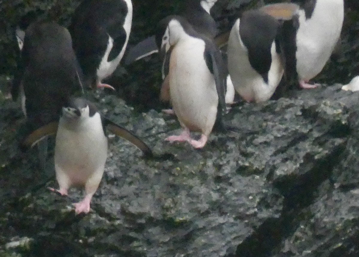 Антарктический пингвин - ML616251279