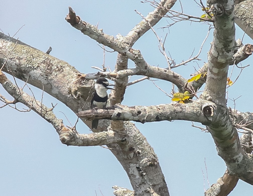 White-necked Puffbird - ML616251344