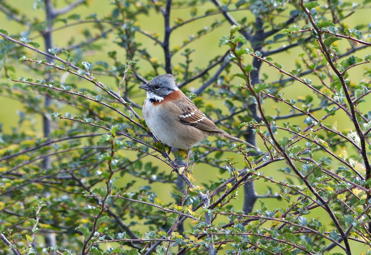 Rufous-collared Sparrow - Carlos Schmidtutz