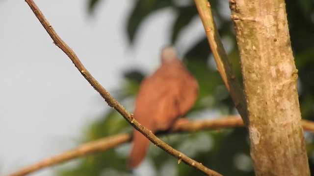 Ruddy Ground Dove - ML616251371