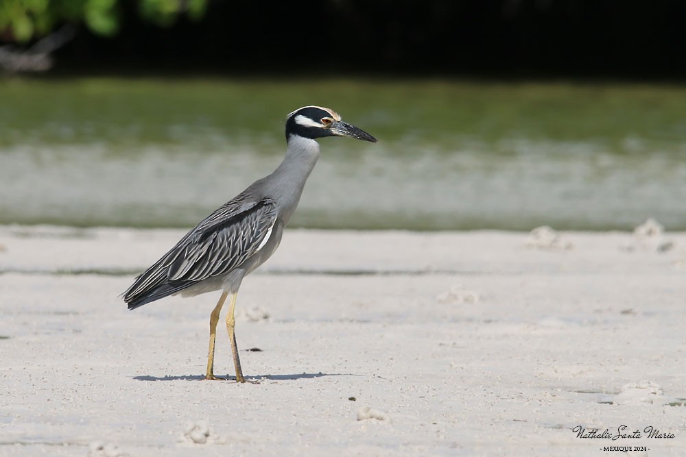 Yellow-crowned Night Heron - ML616251413