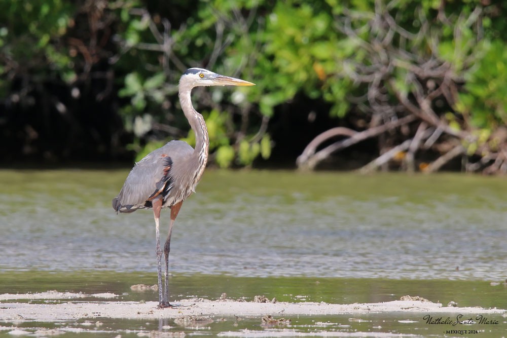 Great Blue Heron - ML616251421