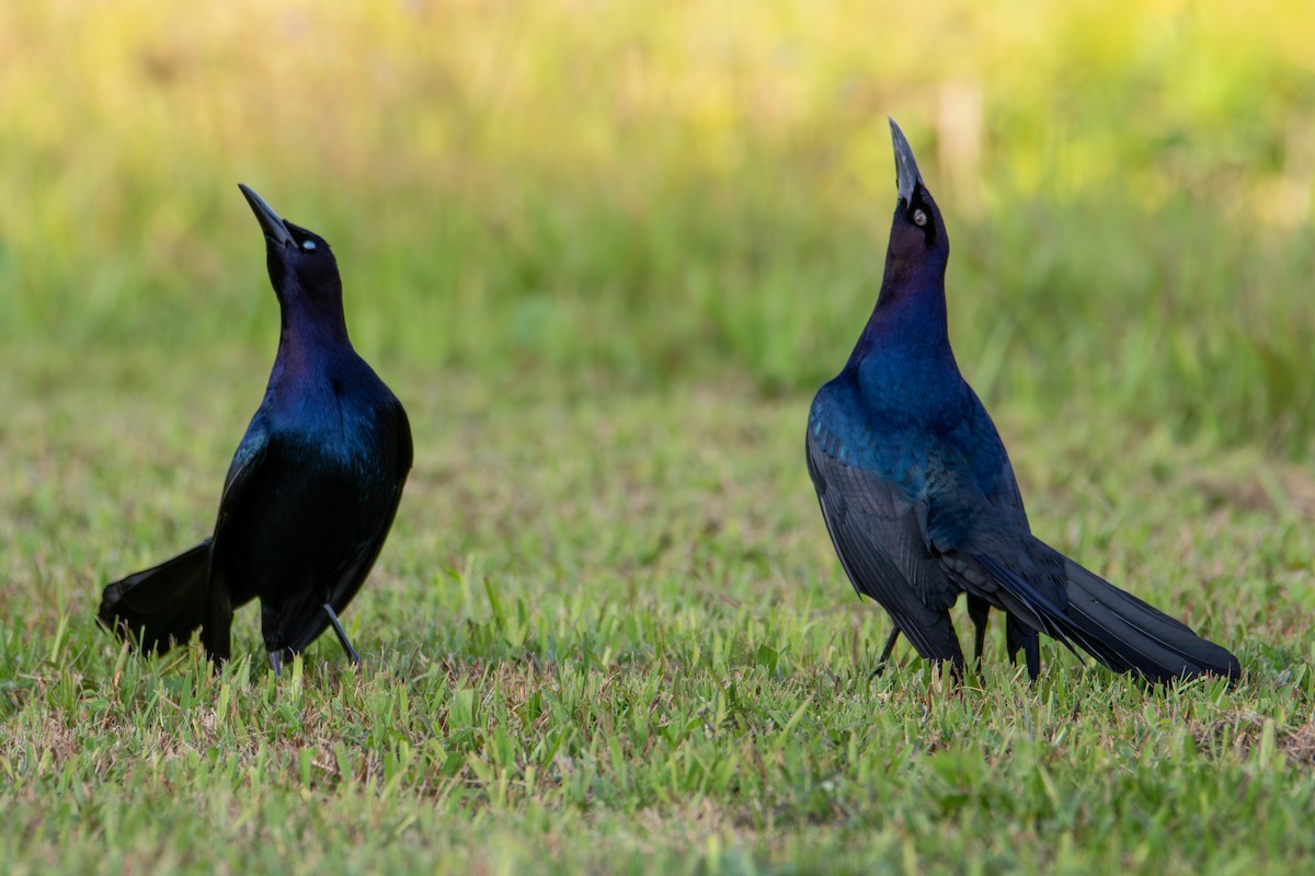 Boat-tailed Grackle - Percy Ulsamer