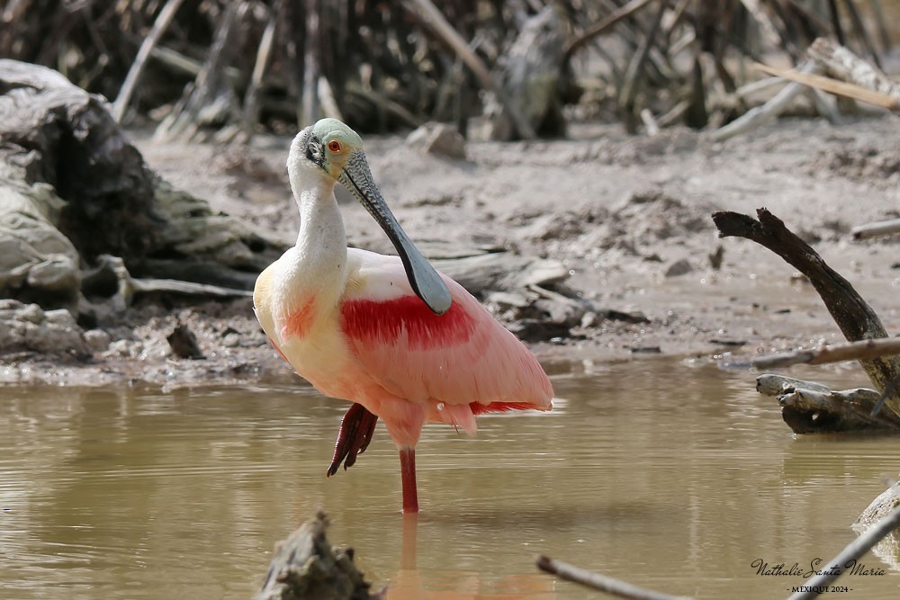 Roseate Spoonbill - ML616251433