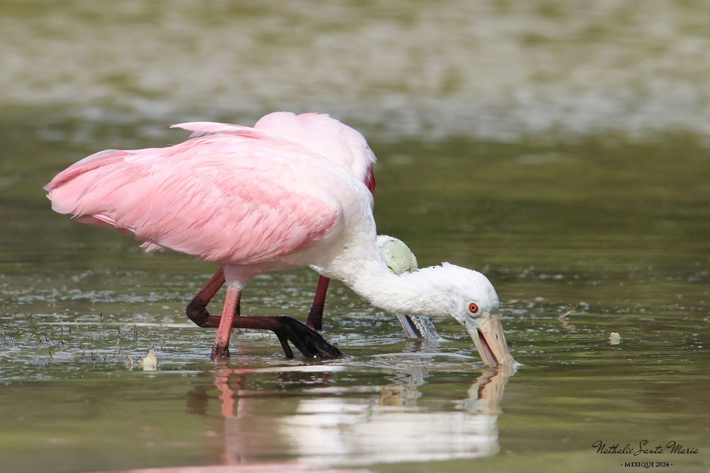 Roseate Spoonbill - ML616251434