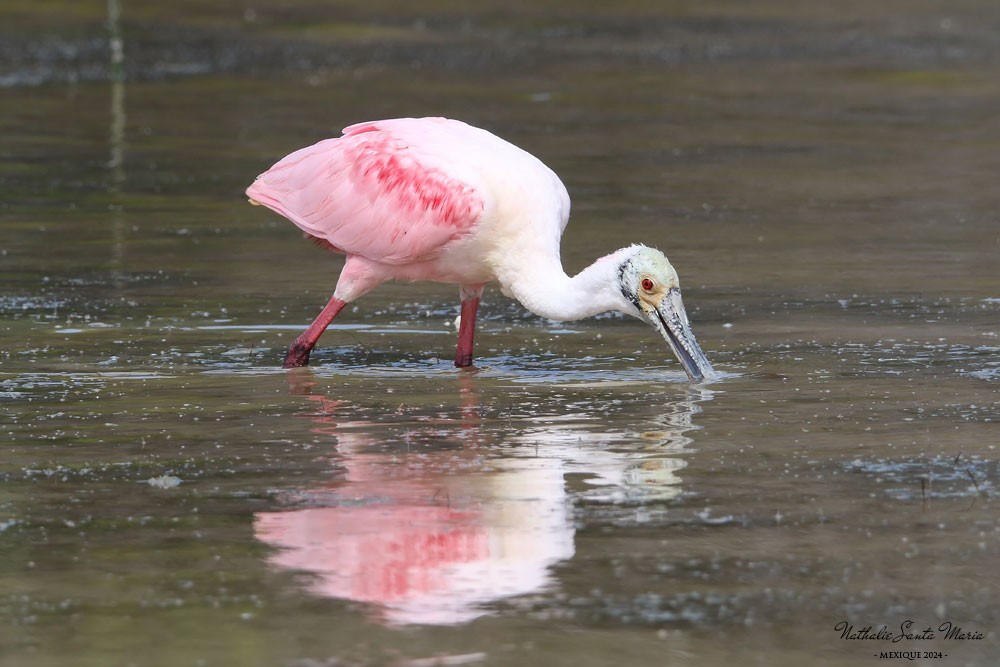 Roseate Spoonbill - ML616251440