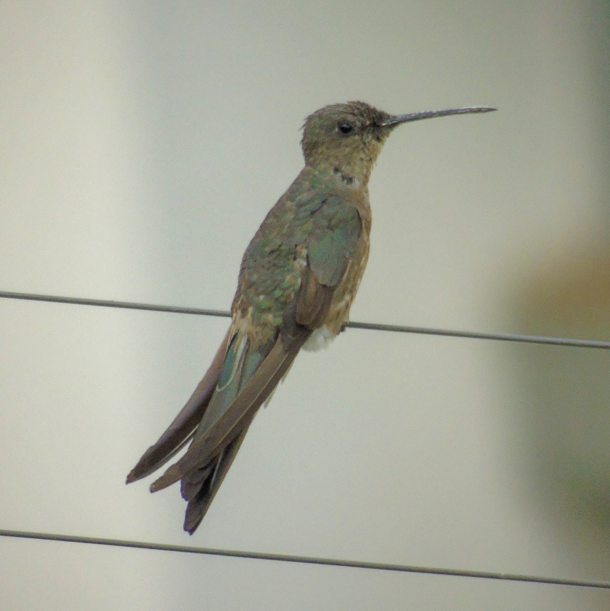 Giant Hummingbird - Nicolás Zañartu Bonnefont