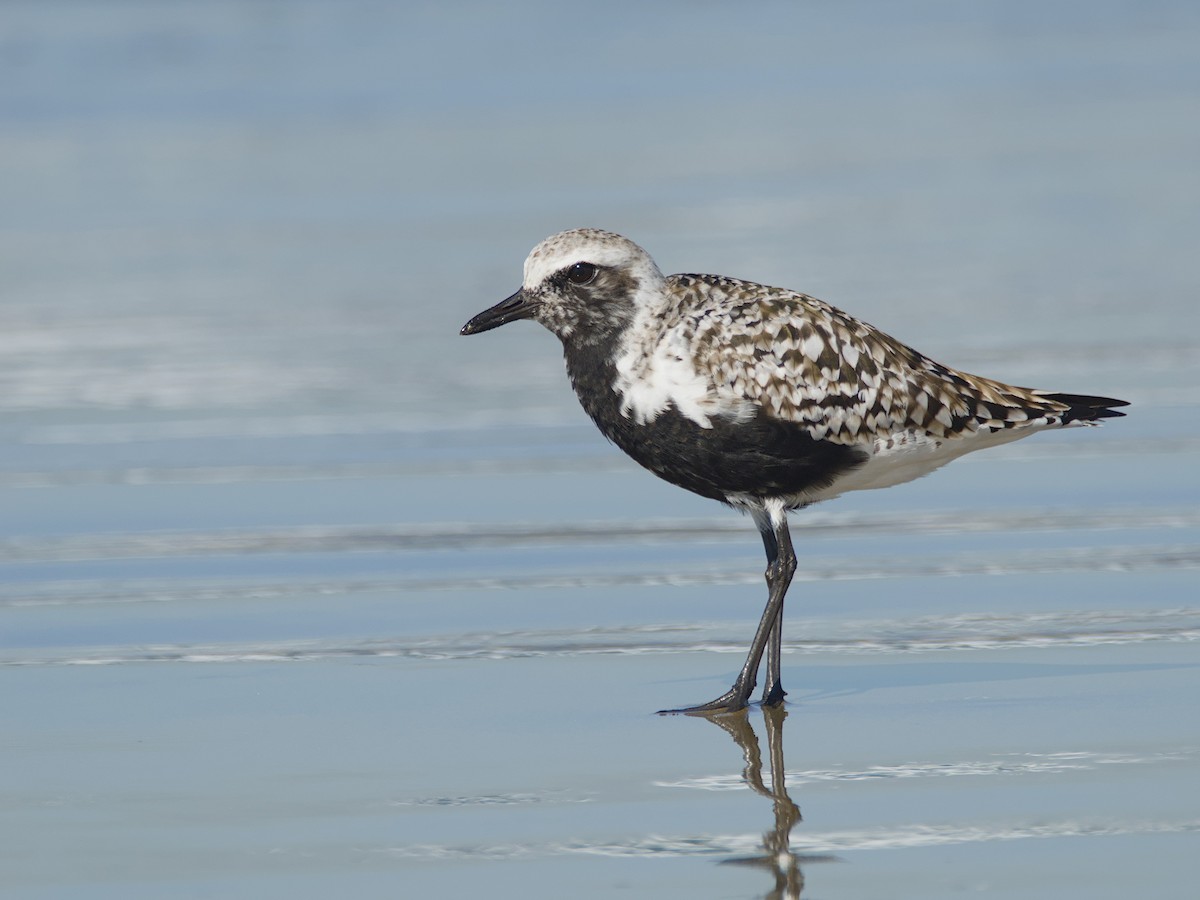 Black-bellied Plover - ML616251476