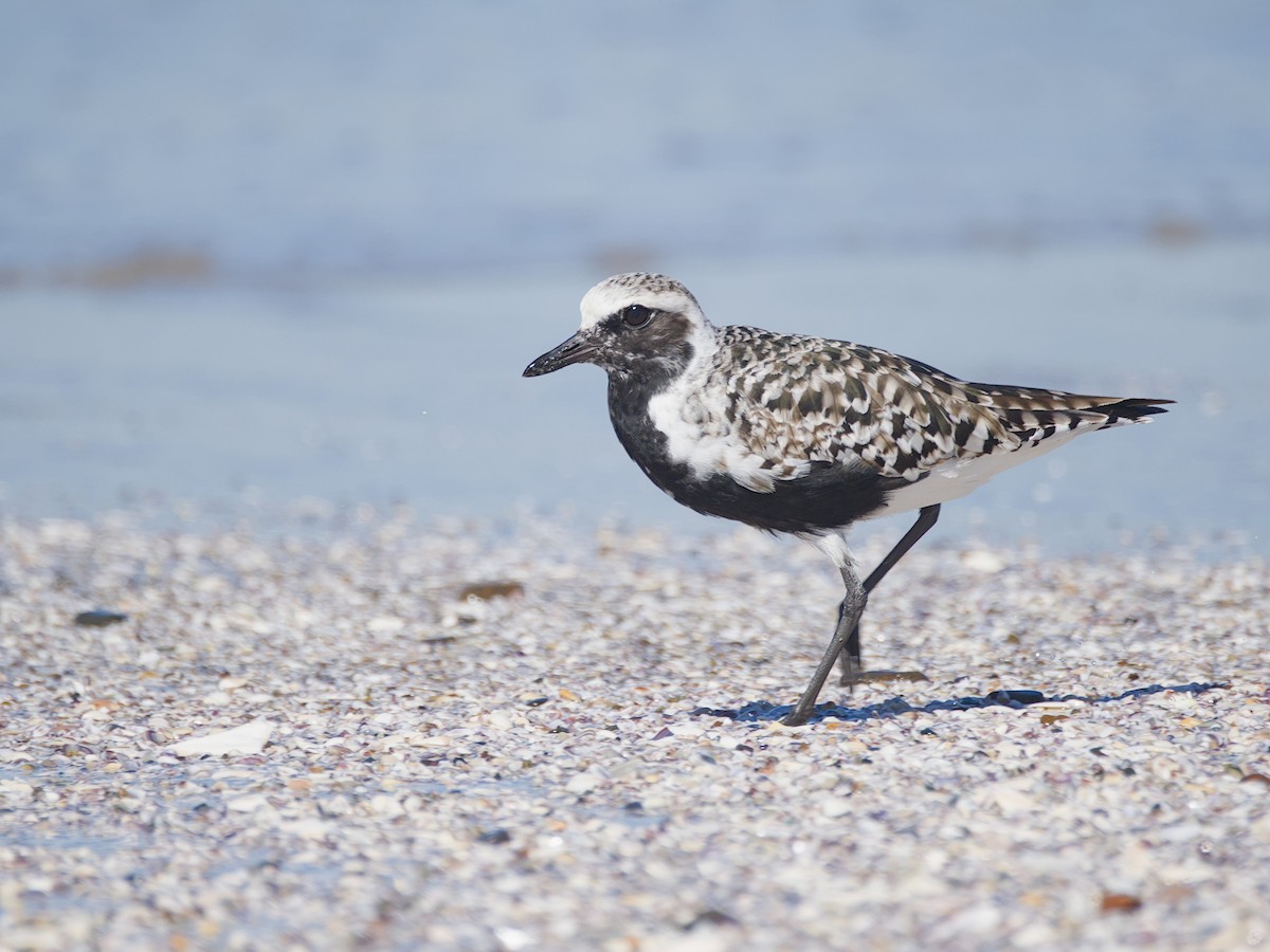 Black-bellied Plover - ML616251477