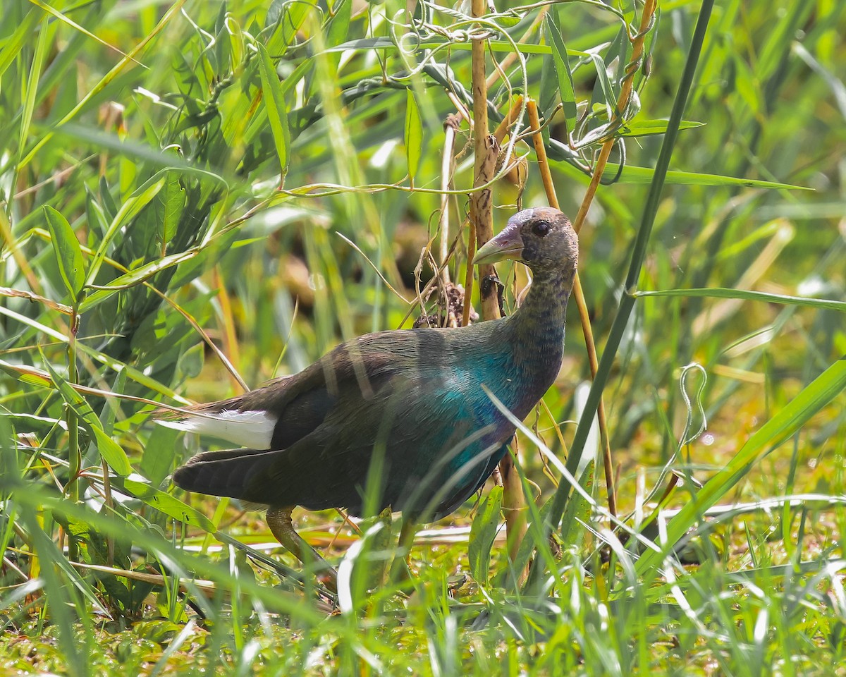 Purple Gallinule - ML616251500