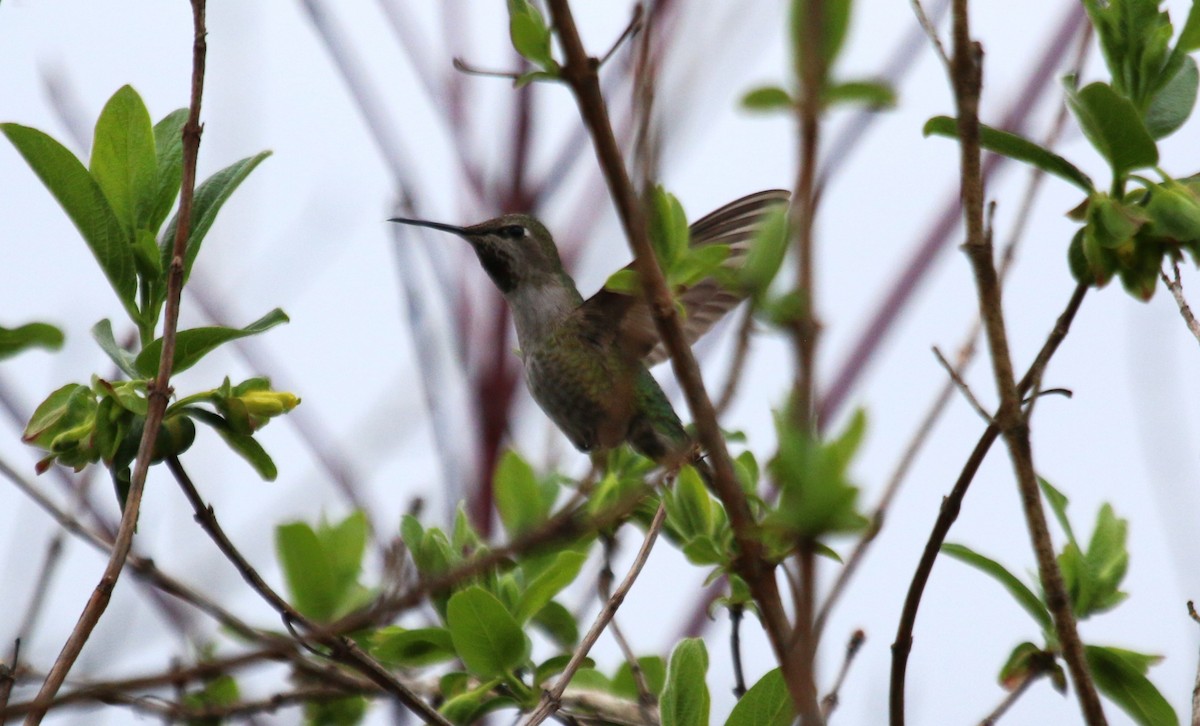 Anna's Hummingbird - ML616251506