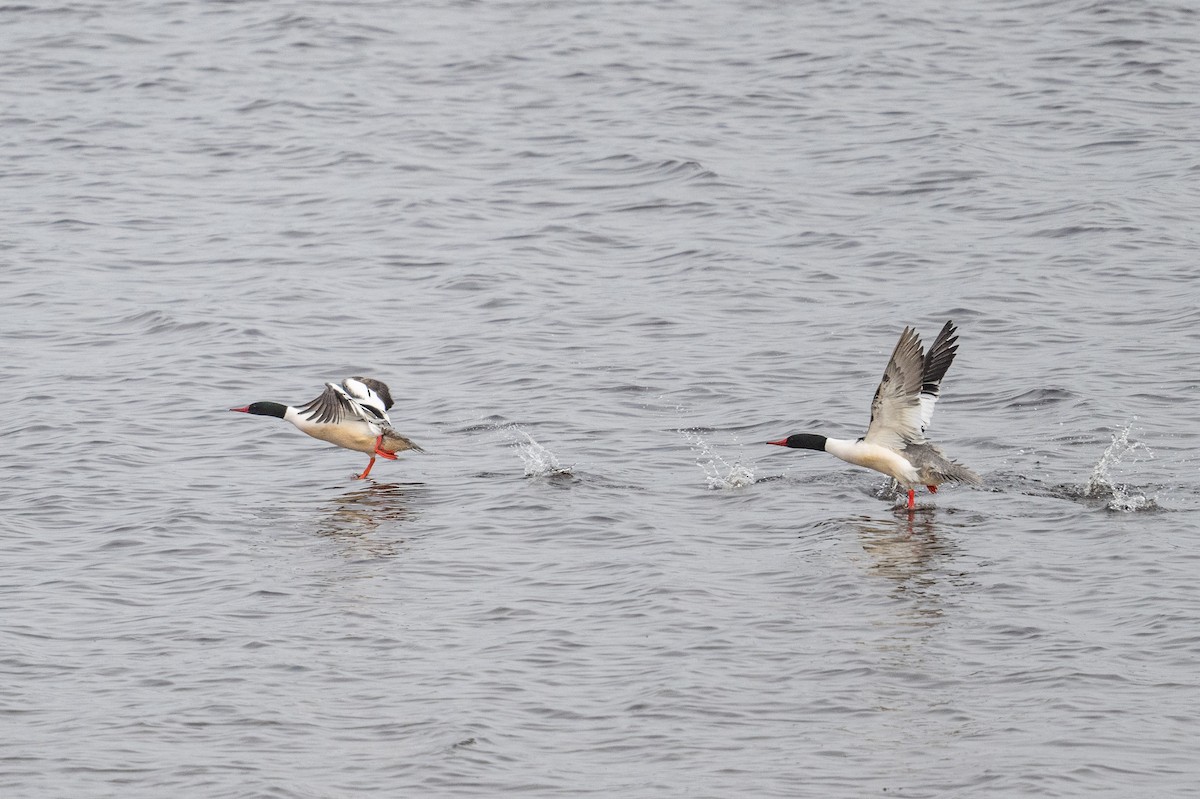 Common Merganser - ML616251510