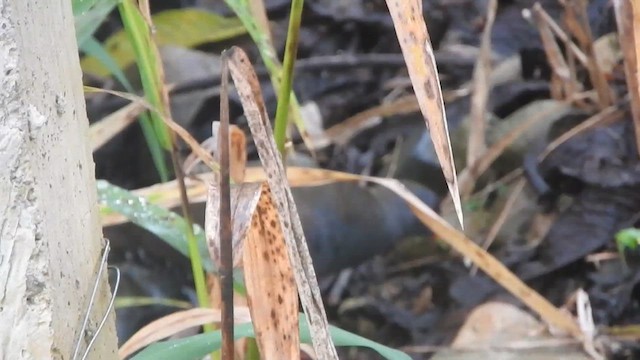 Paint-billed Crake - ML616251562