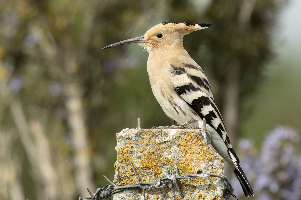 Eurasian Hoopoe - ML616251564