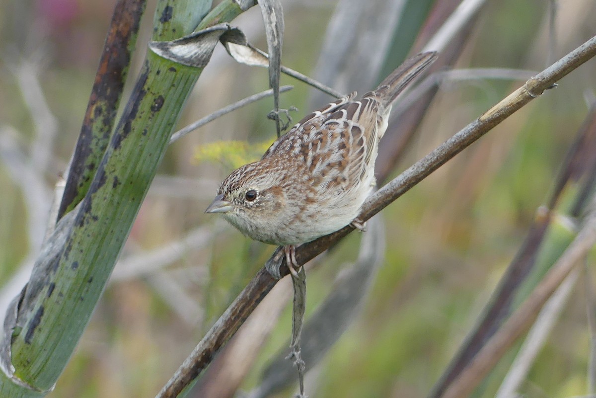 Cassin's Sparrow - ML616251589