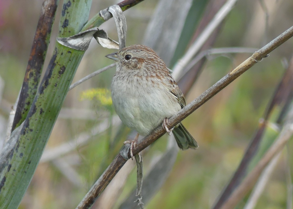 Cassin's Sparrow - Gary Deghi