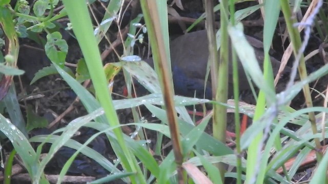 Paint-billed Crake - ML616251598