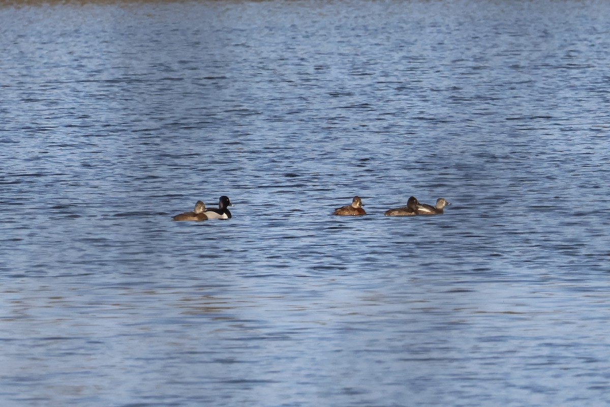 Ring-necked Duck - ML616251629