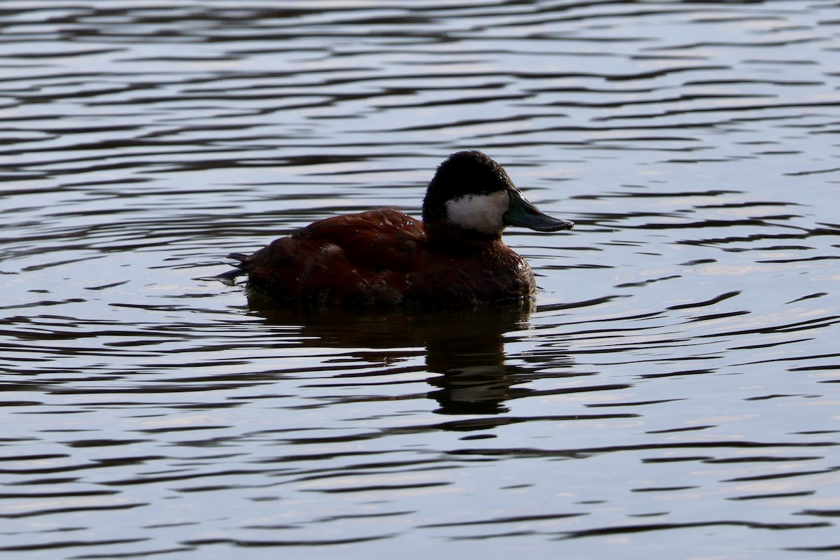 Ruddy Duck - Forrest Wickman