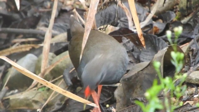 Paint-billed Crake - ML616251659