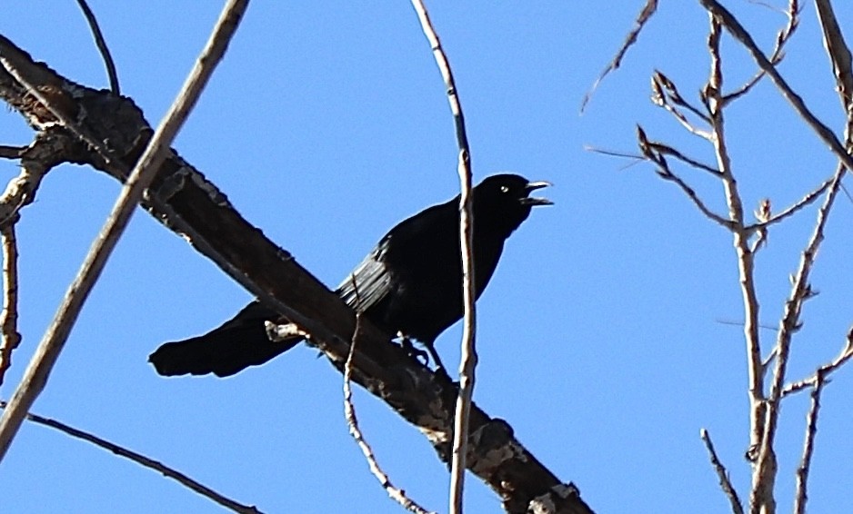 Great-tailed Grackle - ML616251733