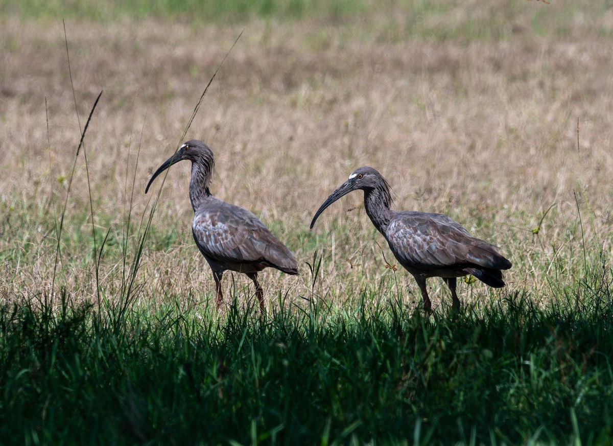 ibis běločelý - ML616251746
