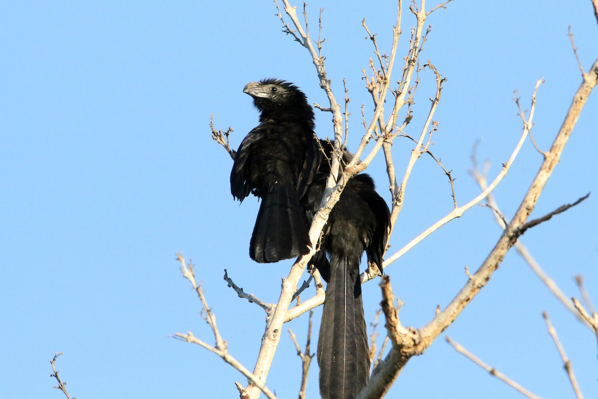 Groove-billed Ani - ML616251757