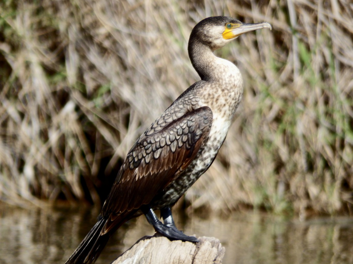 Cormorán Grande - ML616251765