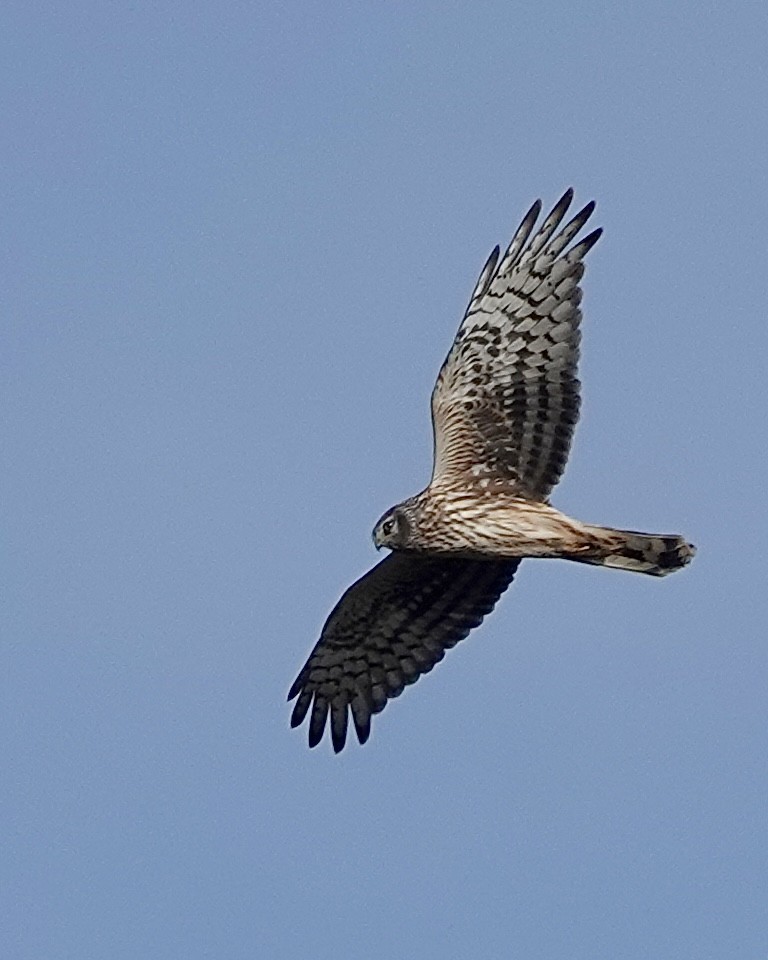 Hen Harrier - ML616251804