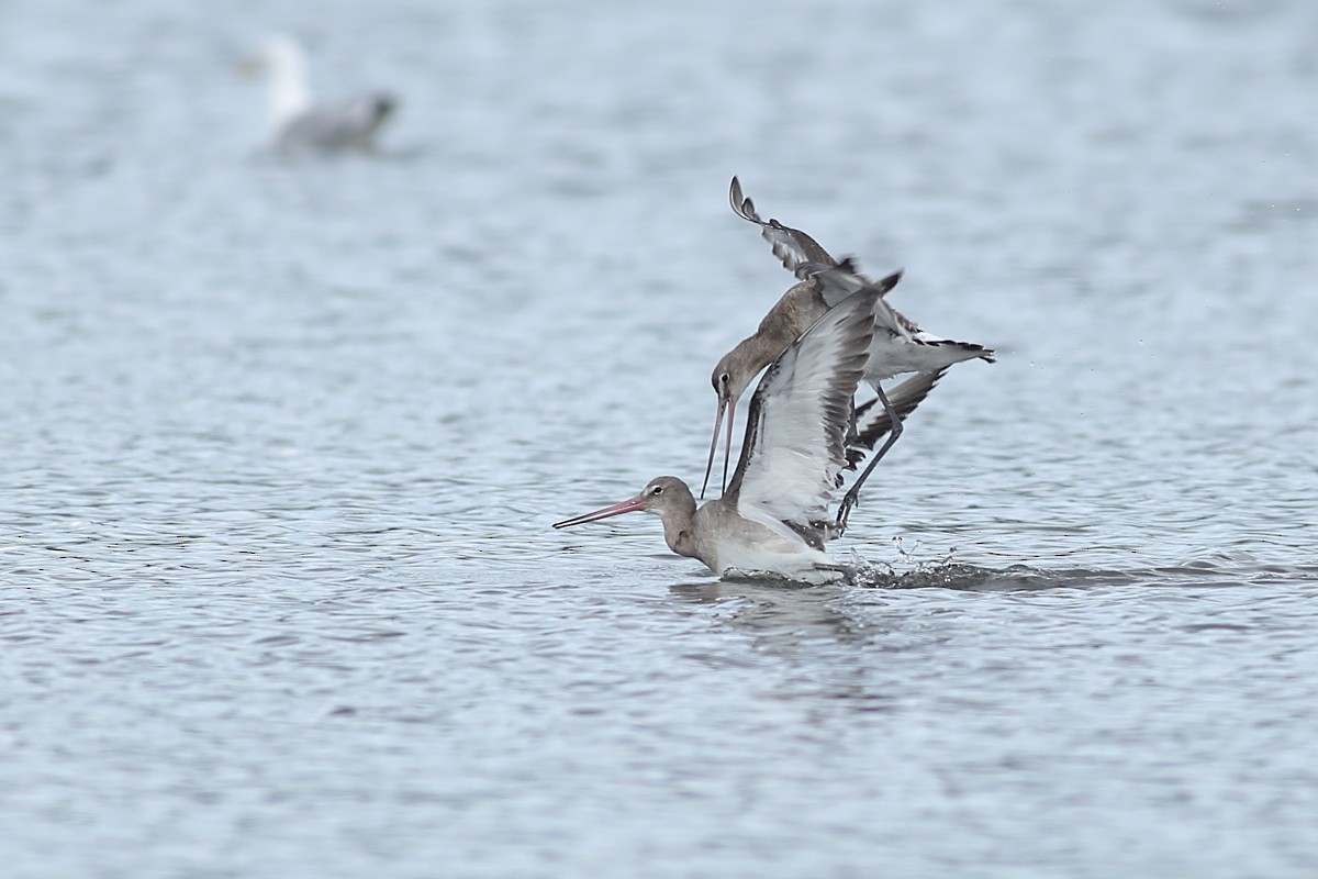 Black-tailed Godwit - ML616251832