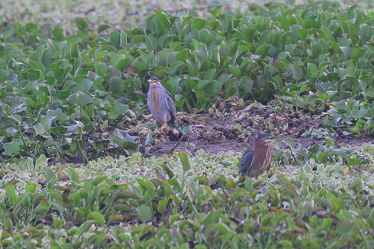 Striated Heron (South American) - Ernest Hahn