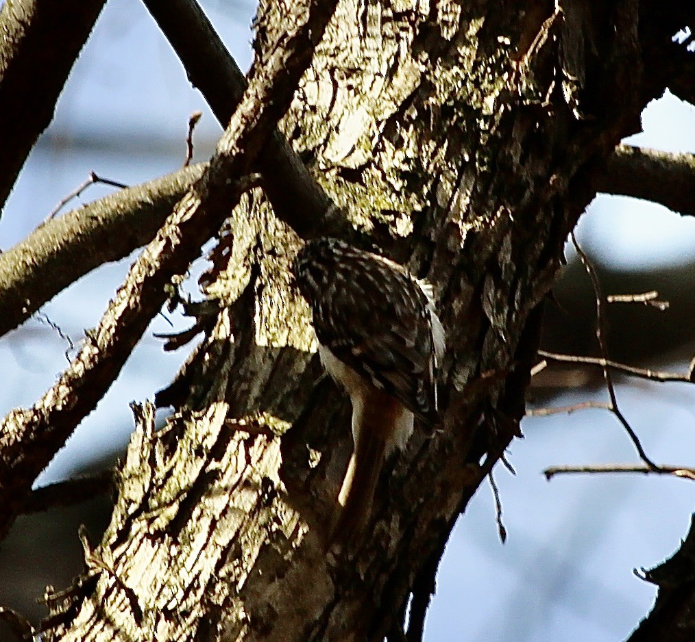 Brown Creeper - ML616251883