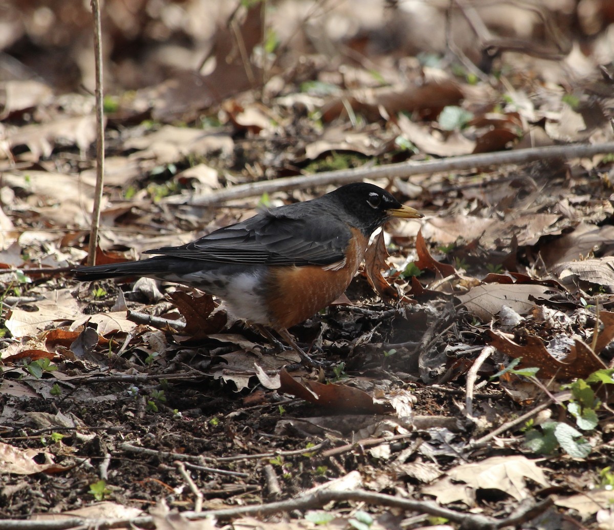 American Robin - ML616251898