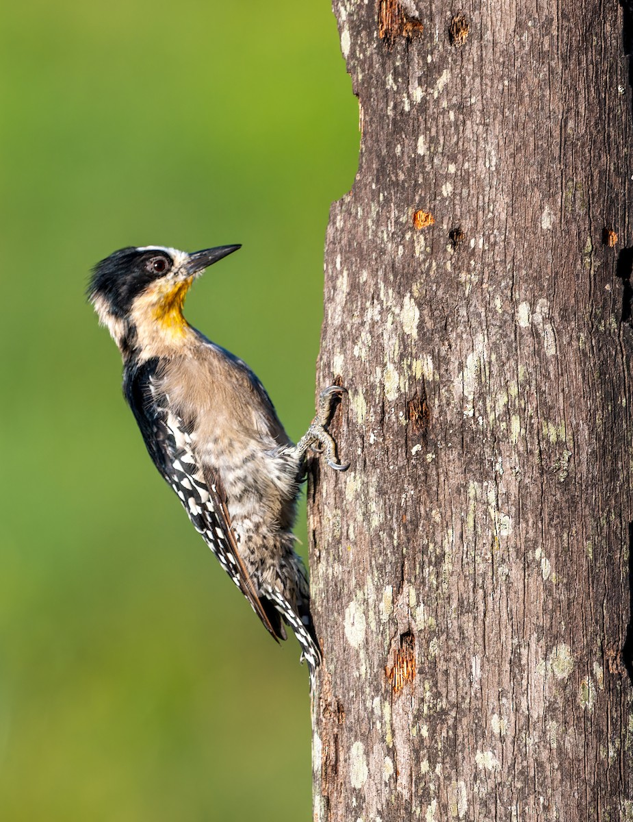 White-fronted Woodpecker - ML616251903