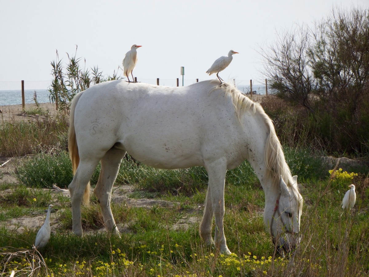 Western Cattle Egret - Adrian Ruiz Álvarez