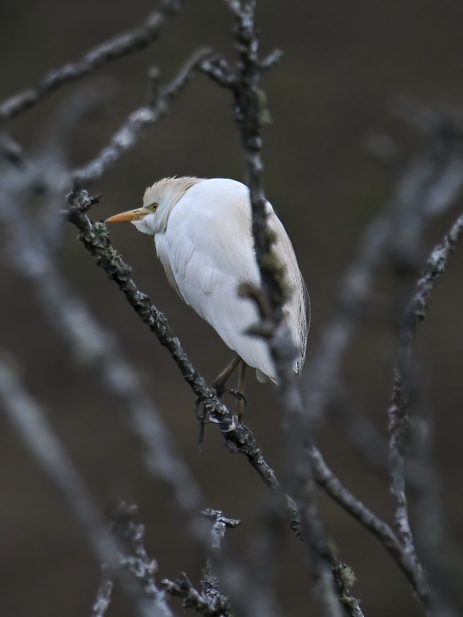 Western Cattle Egret - James M